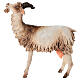 Bouc 30 cm crèche Angela Tripi s1