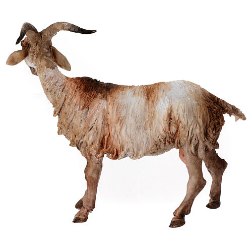 Caprone 30 cm Presepe Angela Tripi 4