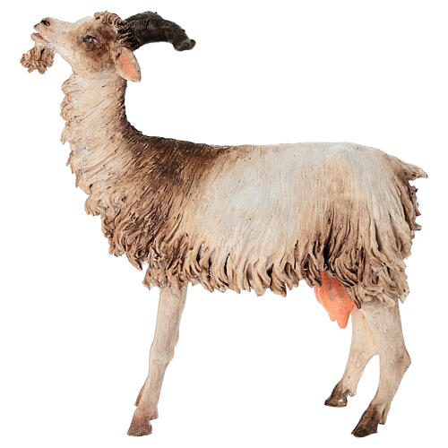 Caprone 30 cm Presepe Angela Tripi 1