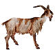 Caprone 30 cm Presepe Angela Tripi s1