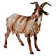 Caprone 30 cm Presepe Angela Tripi s2