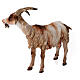 Caprone 30 cm Presepe Angela Tripi s3