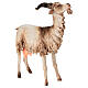Caprone 30 cm Presepe Angela Tripi s3