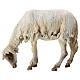 Weidendes Schaf, für 30 cm Krippe von Angela Tripi, Terrakotta s1