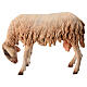 Mouton qui broute 30 cm crèche Angela Tripi s1