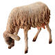 Nibbling Sheep 30cm Angela Tripi s2