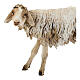 Mouton debout 18 cm crèche Angela Tripi s2