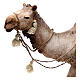 Camello con jaulas de gallinas Belén Angela Tripi 30 cm s2