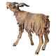 Male goat 18cm Angela Tripi s4