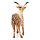 Male goat 18cm Angela Tripi s4