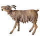 Male goat 18cm Angela Tripi s1
