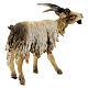 Young goat 18cm Angela Tripi s5