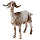 Small Goat 30cm Angela Tripi s2