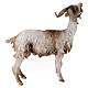 Small Goat 30cm Angela Tripi s4