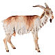 Cabrito 30 cm presépio Angela Tripi em terracota s1