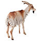 Cabrito 30 cm presépio Angela Tripi em terracota s4