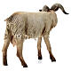 Small Goat 30cm Angela Tripi s4