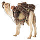 Nativity scene harnessed camel figurine 13 cm Angela Tripi s4