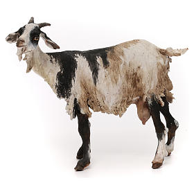 Chèvre pour crèche 30 cm Angela Tripi