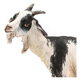 Chèvre pour crèche 30 cm Angela Tripi