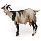 Chèvre pour crèche 30 cm Angela Tripi s1