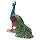 Peacock for nativity scene by Angela Tripi 18 cm s4