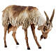 Standing goat 30 cm for Angela Tripi Nativity Scene s5