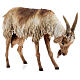 Capra in piedi 30 cm presepe Angela Tripi s5