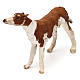 Cane per presepe 18 cm Angela Tripi s2