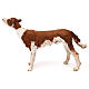 Cane per presepe 18 cm Angela Tripi s3