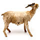 Goat standing, 18 cm Angela Tripi, in terracotta s3