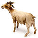 Goat standing, 18 cm Angela Tripi, in terracotta s4