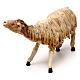 Hairy sheep, 18 cm nativity Angela Tripi, in terracotta s2