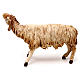 Hairy sheep, 18 cm nativity Angela Tripi, in terracotta s3