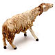 Hairy sheep, 18 cm nativity Angela Tripi, in terracotta s4