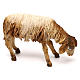 Sheep browsing 13 cm, nativity Tripi s2