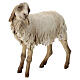 Stehendes Schaf, für 30 cm Krippe von Angela Tripi, Terrakotta s2