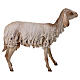 Standing sheep statue 30 cm, nativity Tripi s4