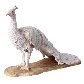 Paw albinos 18 cm, Angela Tripi