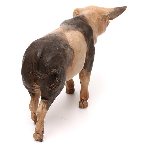 Maiale 18 cm presepe Tripi 4