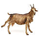 Capra per presepe da 30 cm Angela Tripi s1