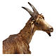 Capra per presepe da 30 cm Angela Tripi s2