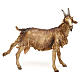 Goat, for 30 cm Nativity Angela Tripi s1
