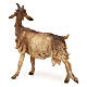 Goat, for 30 cm Nativity Angela Tripi s5