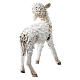 Standing lamb 30 cm for Angela Tripi nativity s4