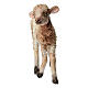 Standing lamb 30 cm for Angela Tripi nativity s3