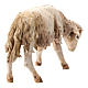 Schaf gebeugt für 13cm Krippe Angela Tripi s4
