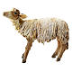 Sheep gazing up, 13 cm Tripi nativity s1