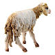 Sheep in terracotta standing, 13 cm Angela Tripi s4