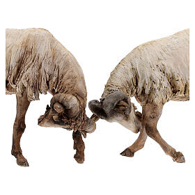 Szene, zwei Ziegenböcke im Kampf, für 30 cm Krippe von Angela Tripi, Terrakotta